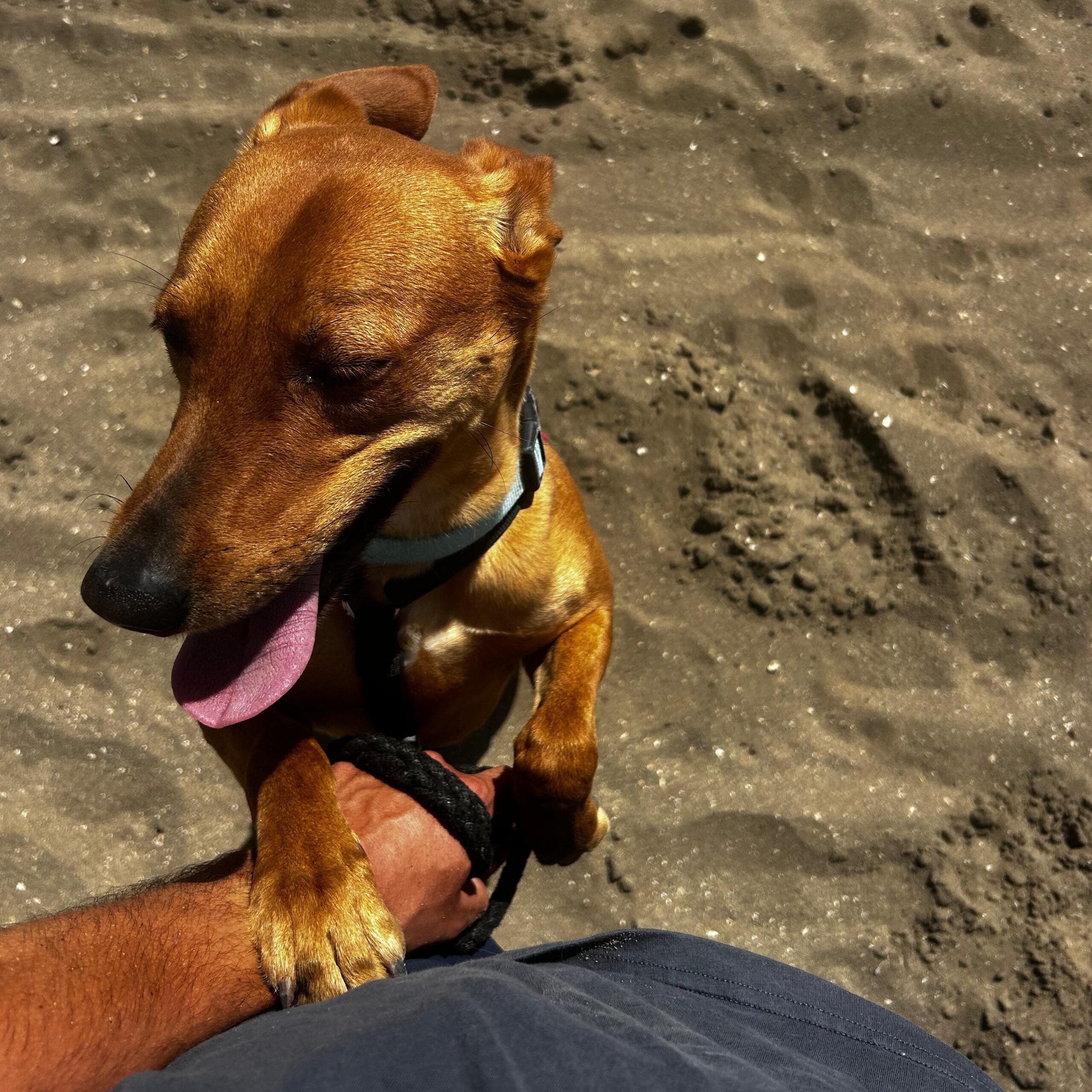 Podenco Lucas, 08/2022, ca. 50 cm