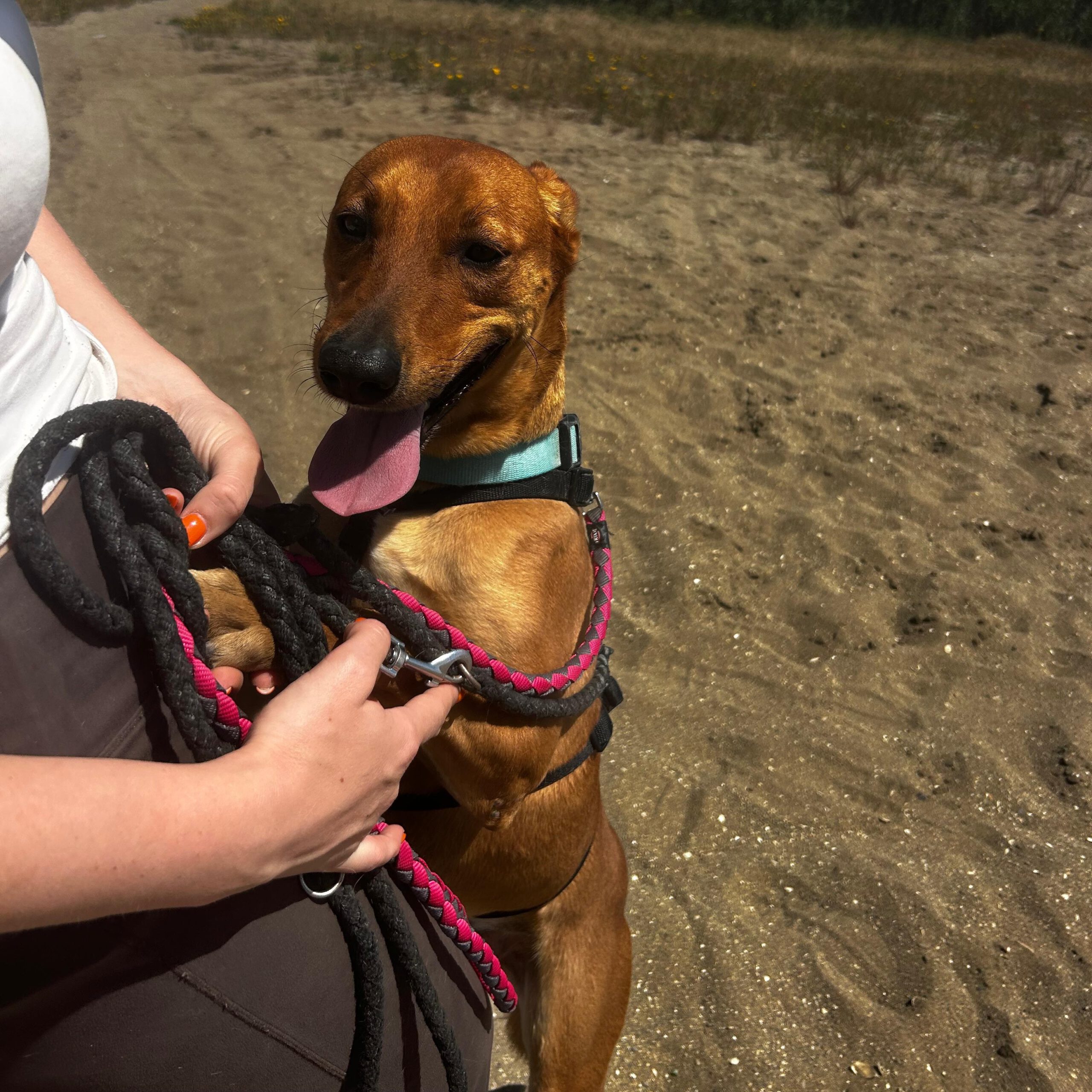 Podenco Lucas, 08/2022, ca. 50 cm