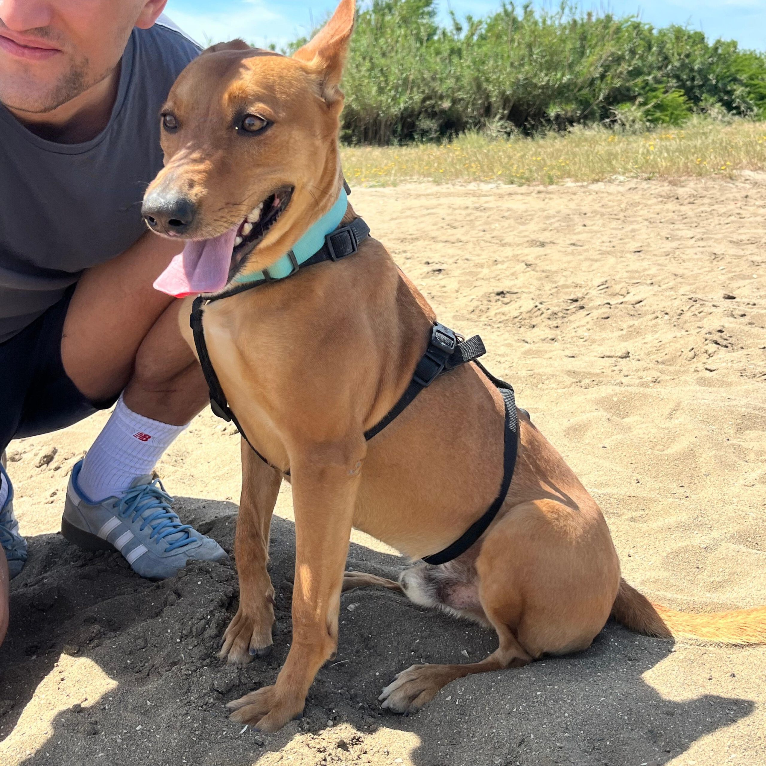 Podenco Lucas, 08/2022, ca. 50 cm