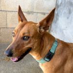 Podenco Lucas, 08/2022, ca. 50 cm