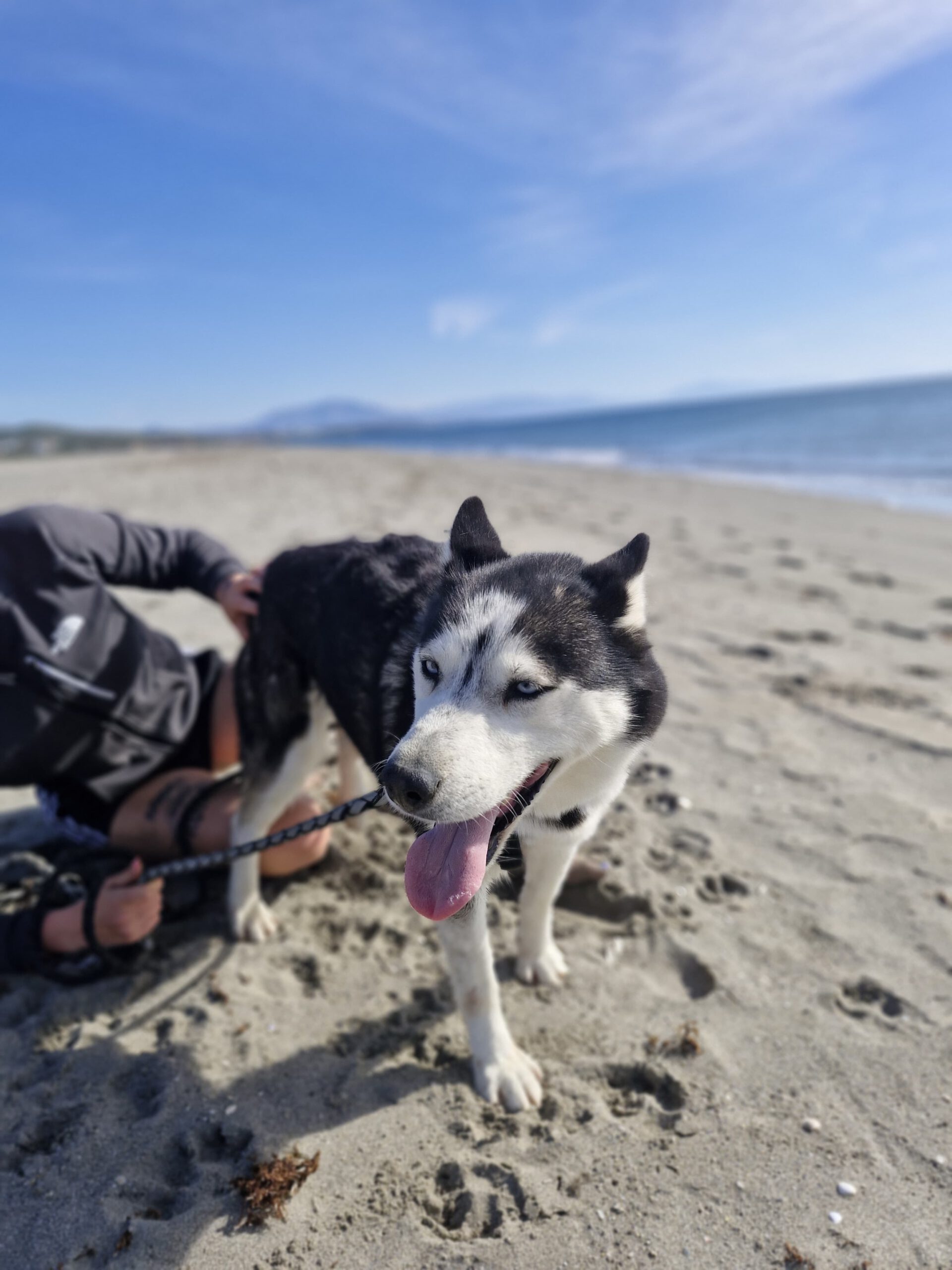 Husky Luna, 11/2019, ca. 55 cm