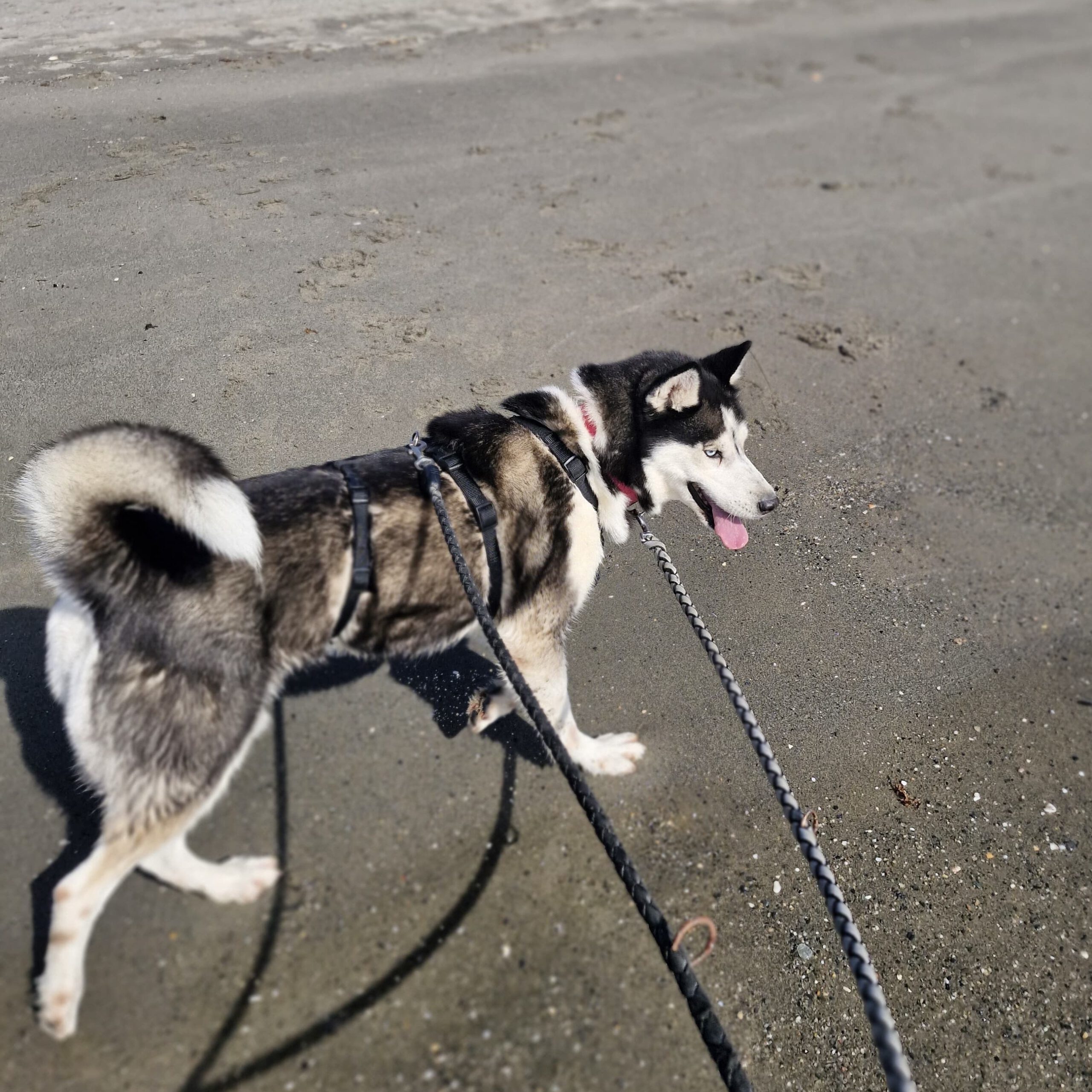 Husky Luna, 11/2019, ca. 55 cm