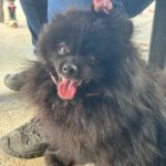 Pomeranian Zwergspitz Luna, 05/2022, ca. 35 cm