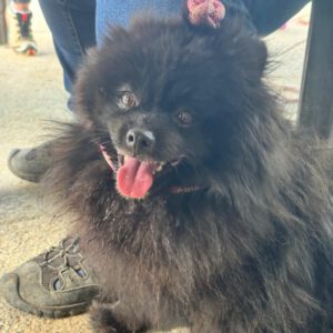 Pomeranian Zwergspitz Luna, 05/2022, ca. 35 cm