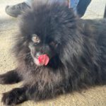 Pomeranian Zwergspitz Luna, 05/2022, ca. 35 cm