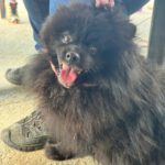 Pomeranian Zwergspitz Luna, 05/2022, ca. 35 cm