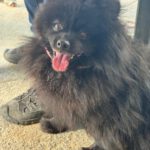 Pomeranian Zwergspitz Luna, 05/2022, ca. 35 cm