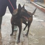 Malinois Luna, 03/2018, ca. 60 cm