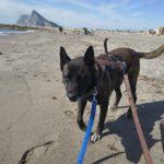 Malinois Luna, 03/2018, ca. 60 cm