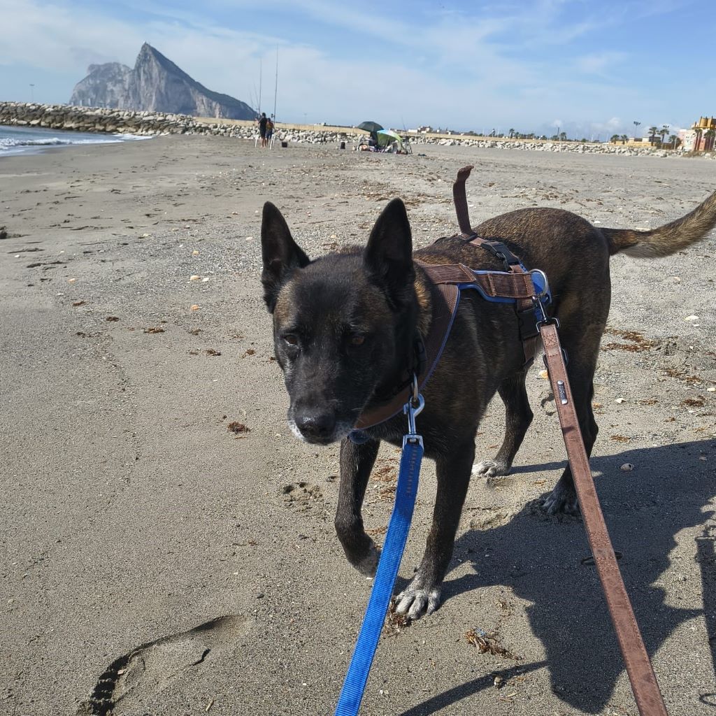 Malinois Luna, 03/2018, ca. 60 cm