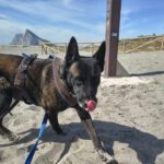 Malinois Luna, 03/2018, ca. 60 cm