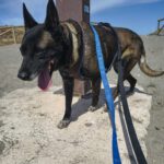 Malinois Luna, 03/2018, ca. 60 cm