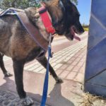 Malinois Luna, 03/2018, ca. 60 cm