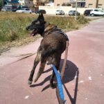 Malinois Luna, 03/2018, ca. 60 cm