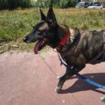Malinois Luna, 03/2018, ca. 60 cm