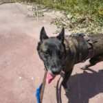 Malinois Luna, 03/2018, ca. 60 cm