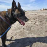 Malinois Luna, 03/2018, ca. 60 cm