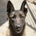 Malinois (Mischling) Mali, 02/2023, ca. 65 cm