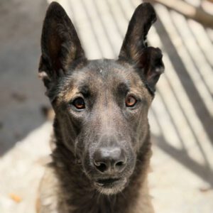 Malinois (Mischling) Mali, 02/2023, ca. 65 cm