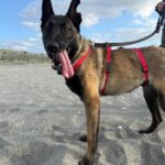 Malinois (Mischling) Mali, 02/2023, ca. 65 cm