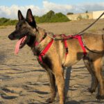 Malinois (Mischling) Mali, 02/2023, ca. 65 cm