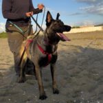 Malinois (Mischling) Mali, 02/2023, ca. 65 cm