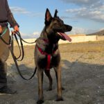 Malinois (Mischling) Mali, 02/2023, ca. 65 cm