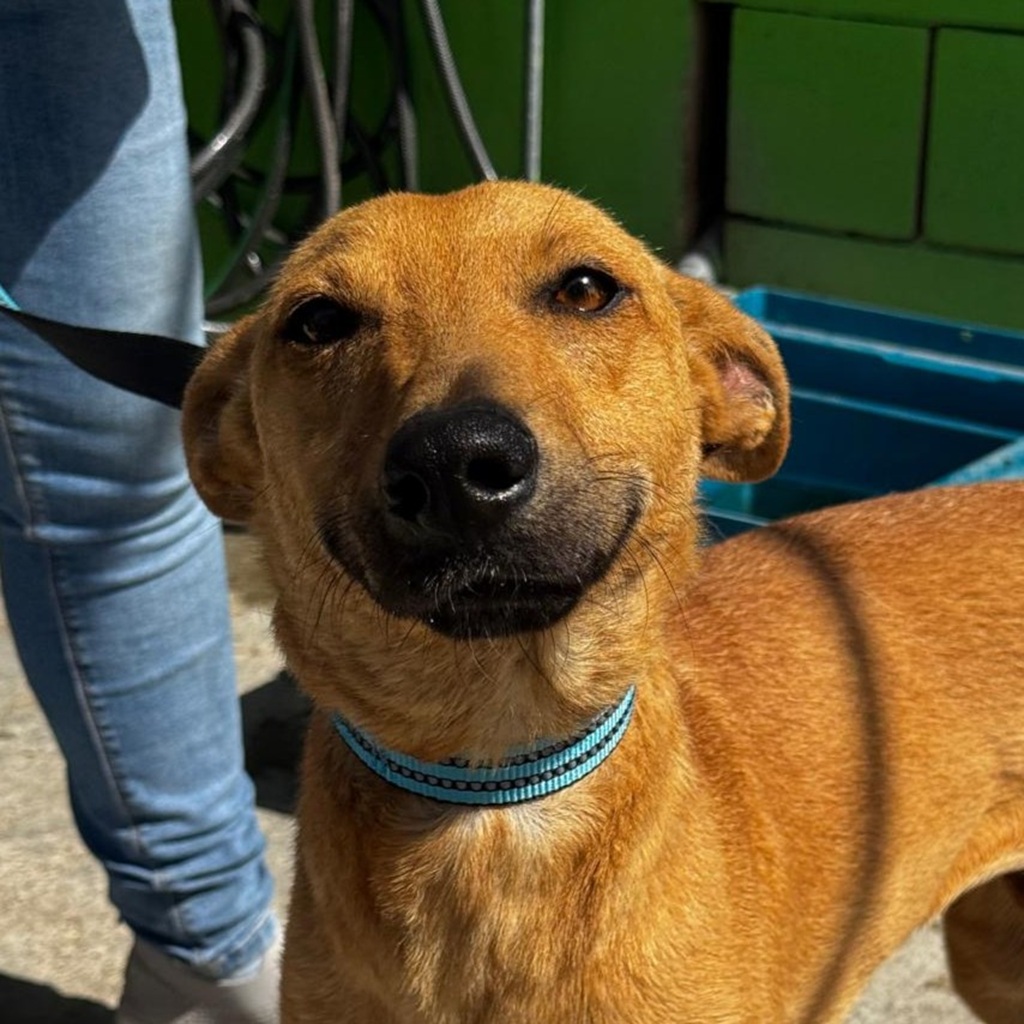 Podenco Manon, 05/2025, ca. 45 cm