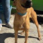 Podenco Manon, 05/2025, ca. 45 cm