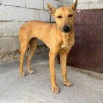 Podenco Manon, 05/2025, ca. 45 cm