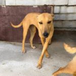 Podenco Manon, 05/2025, ca. 45 cm