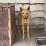 Podenco Manon, 05/2025, ca. 45 cm