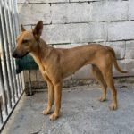 Podenco Manon, 05/2025, ca. 45 cm