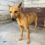 Podenco Manon, 05/2025, ca. 45 cm