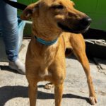 Podenco Manon, 05/2025, ca. 45 cm
