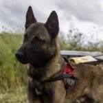 Malinois Mischling Marte, 06/2025, ca. 62 cm