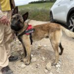 Malinois Mischling Marte, 06/2025, ca. 62 cm