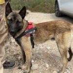 Malinois Mischling Marte, 06/2025, ca. 62 cm
