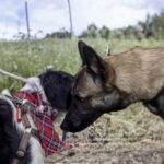 Malinois Mischling Marte, 06/2025, ca. 62 cm