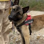 Malinois Mischling Marte, 06/2025, ca. 62 cm
