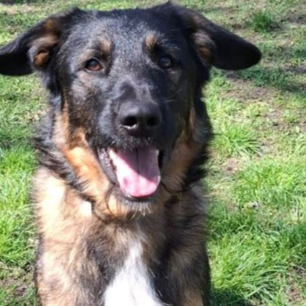 Wasserhund Mischling Maui, 02/2025, ca. 55 cm, 03051 Cottbus OT Kahren
