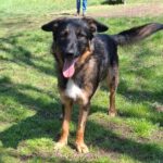 Wasserhund Mischling Maui, 02/2025, ca. 55 cm, 03051 Cottbus OT Kahren