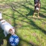 Wasserhund Mischling Maui, 02/2025, ca. 55 cm, 03051 Cottbus OT Kahren