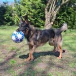 Wasserhund Mischling Maui, 02/2025, ca. 55 cm, 03051 Cottbus OT Kahren