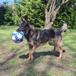 Wasserhund Mischling Maui, 02/2025, ca. 55 cm, 03051 Cottbus OT Kahren