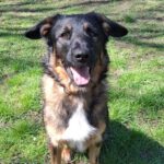 Wasserhund Mischling Maui, 02/2025, ca. 55 cm, 03051 Cottbus OT Kahren