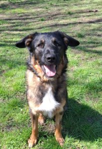 Wasserhund Mischling Maui, 02/2025, ca. 55 cm, 03051 Cottbus OT Kahren