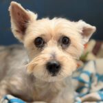Yorkshire Terrier Mischling Mico, 01/2017, ca. 30 cm