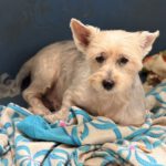 Yorkshire Terrier Mischling Mico, 01/2017, ca. 30 cm