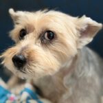 Yorkshire Terrier Mischling Mico, 01/2017, ca. 30 cm